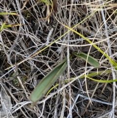 Thelymitra sp. at Tennent, ACT - 10 Apr 2023