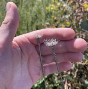 Trachymene composita var. composita at Undefined Area - 10 Apr 2023 12:16 PM