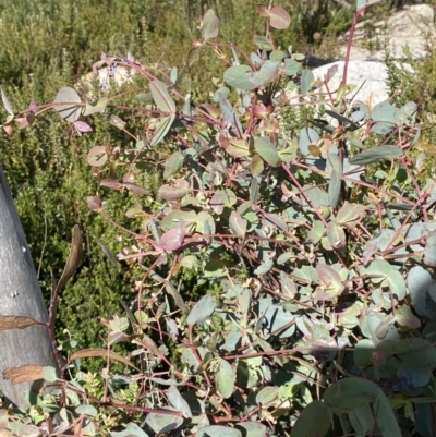 Eucalyptus dalrympleana subsp. dalrympleana (Mountain Gum) at Namadgi National Park - 10 Apr 2023 by Tapirlord