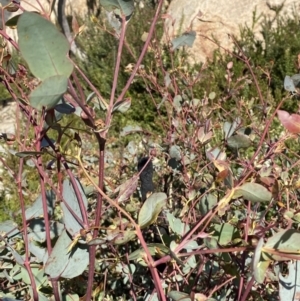 Eucalyptus dalrympleana subsp. dalrympleana at Namadgi National Park - 10 Apr 2023