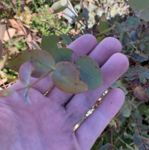 Eucalyptus dalrympleana subsp. dalrympleana at Undefined Area - 10 Apr 2023