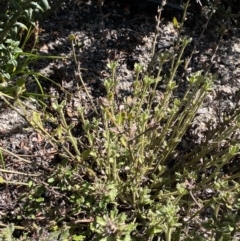 Dampiera fusca at Tennent, ACT - 10 Apr 2023 11:53 AM