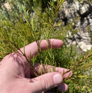 Logania granitica at Tennent, ACT - 10 Apr 2023