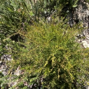Logania granitica at Tennent, ACT - 10 Apr 2023