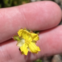 Hibbertia obtusifolia (Grey Guinea-flower) at Tennent, ACT - 10 Apr 2023 by Tapirlord