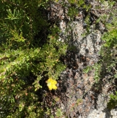 Hibbertia obtusifolia at Tennent, ACT - 10 Apr 2023