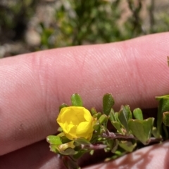 Hibbertia obtusifolia at Tennent, ACT - 10 Apr 2023 11:52 AM