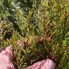 Logania granitica at Namadgi National Park - 10 Apr 2023 by Tapirlord