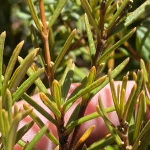 Logania granitica at Tharwa, ACT - 10 Apr 2023 11:50 AM