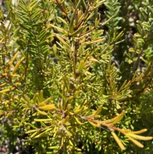 Logania granitica at Tharwa, ACT - 10 Apr 2023