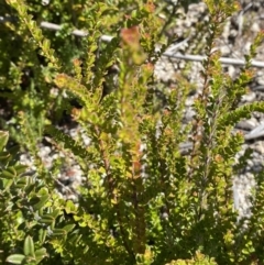 Leionema lamprophyllum subsp. obovatum (Shiny Phebalium) at Tennent, ACT - 10 Apr 2023 by Tapirlord