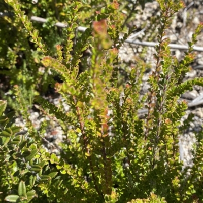 Leionema lamprophyllum subsp. obovatum (Shiny Phebalium) at Tennent, ACT - 10 Apr 2023 by Tapirlord