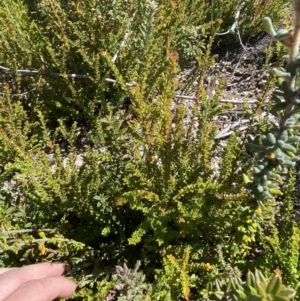 Leionema lamprophyllum subsp. obovatum at Tennent, ACT - 10 Apr 2023