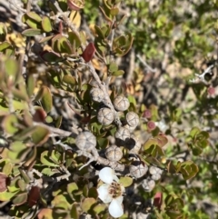 Leptospermum micromyrtus (Button Tea-tree) at Tennent, ACT - 10 Apr 2023 by Tapirlord