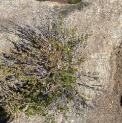 Leptospermum micromyrtus at Tennent, ACT - 10 Apr 2023