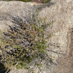 Leptospermum micromyrtus at Tennent, ACT - 10 Apr 2023