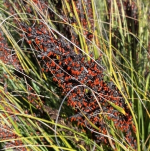 Gahnia subaequiglumis at Tennent, ACT - 10 Apr 2023 11:47 AM