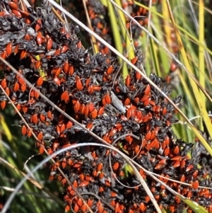 Gahnia subaequiglumis at Tennent, ACT - 10 Apr 2023 11:47 AM