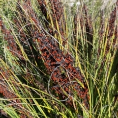 Gahnia subaequiglumis at Tennent, ACT - 10 Apr 2023 11:47 AM