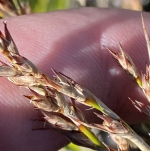 Lepidosperma curtisiae at Tennent, ACT - 10 Apr 2023