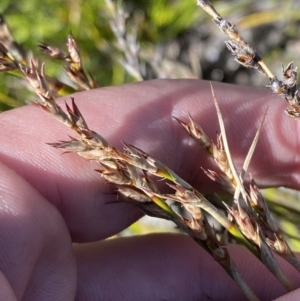 Lepidosperma curtisiae at Tennent, ACT - 10 Apr 2023