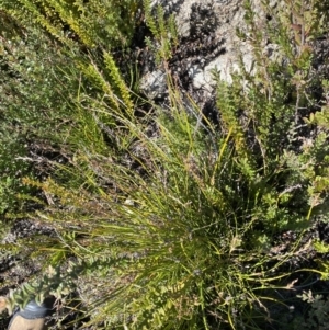 Lepidosperma curtisiae at Tennent, ACT - 10 Apr 2023