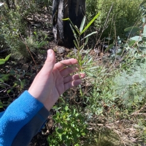 Solanum linearifolium at Tennent, ACT - 10 Apr 2023 11:38 AM