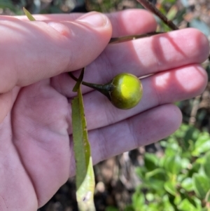 Solanum linearifolium at Tennent, ACT - 10 Apr 2023