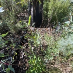 Solanum linearifolium at Tennent, ACT - 10 Apr 2023