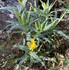 Senecio linearifolius var. intermedius at Tennent, ACT - 10 Apr 2023 by Tapirlord