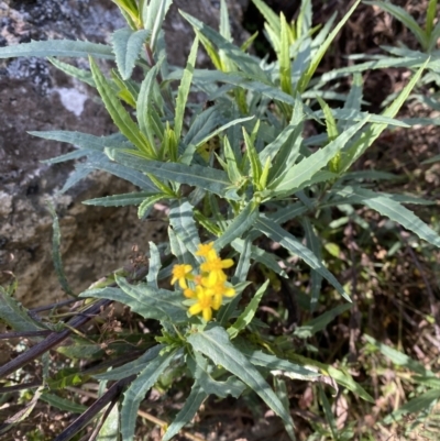 Senecio linearifolius var. intermedius at Tennent, ACT - 10 Apr 2023 by Tapirlord