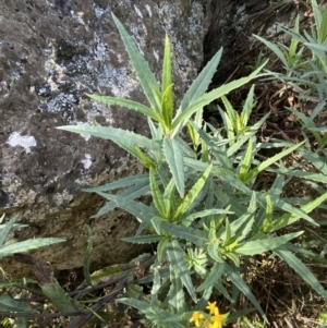 Senecio linearifolius var. intermedius at Tennent, ACT - 10 Apr 2023 11:36 AM