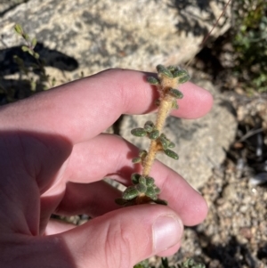 Asterolasia trymalioides at Tennent, ACT - 10 Apr 2023