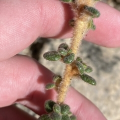 Asterolasia trymalioides at Tennent, ACT - 10 Apr 2023