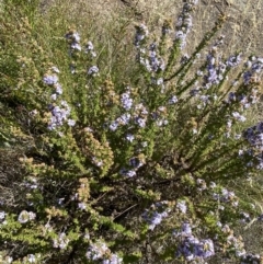 Olearia stricta var. parvilobata at Tennent, ACT - 10 Apr 2023