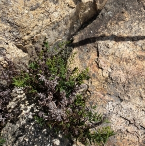 Cheilanthes sieberi subsp. sieberi at Tennent, ACT - 10 Apr 2023