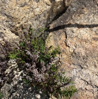 Cheilanthes sieberi subsp. sieberi (Narrow Rock Fern) at Tennent, ACT - 10 Apr 2023 by Tapirlord