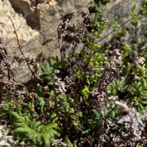 Cheilanthes sieberi subsp. sieberi at Tennent, ACT - 10 Apr 2023