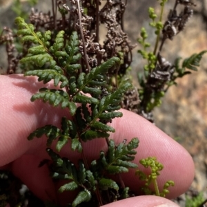 Cheilanthes sieberi subsp. sieberi at Tennent, ACT - 10 Apr 2023