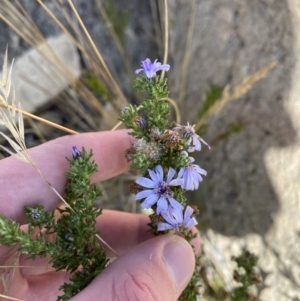 Olearia stricta var. parvilobata at Tennent, ACT - 10 Apr 2023 11:18 AM