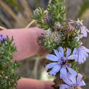 Olearia stricta var. parvilobata at Tennent, ACT - 10 Apr 2023