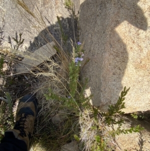 Olearia stricta var. parvilobata at Tennent, ACT - 10 Apr 2023 11:18 AM