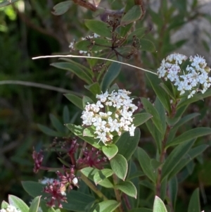 Platysace lanceolata at Tennent, ACT - 10 Apr 2023