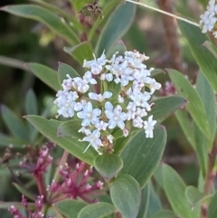 Platysace lanceolata at Tennent, ACT - 10 Apr 2023