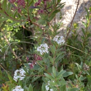 Platysace lanceolata at Tennent, ACT - 10 Apr 2023