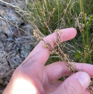 Juncus subsecundus at Tennent, ACT - 10 Apr 2023 11:14 AM