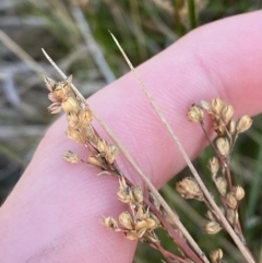 Juncus subsecundus at Tennent, ACT - 10 Apr 2023 11:14 AM