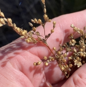 Juncus subsecundus at Tennent, ACT - 10 Apr 2023 11:14 AM