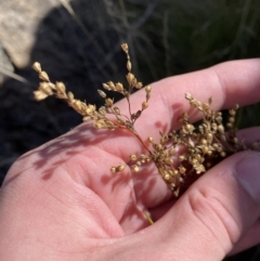 Juncus subsecundus at Tennent, ACT - 10 Apr 2023 11:14 AM