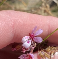 Pelargonium australe (Austral Stork's-bill) at Tennent, ACT - 10 Apr 2023 by Tapirlord